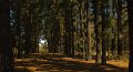 in the pines